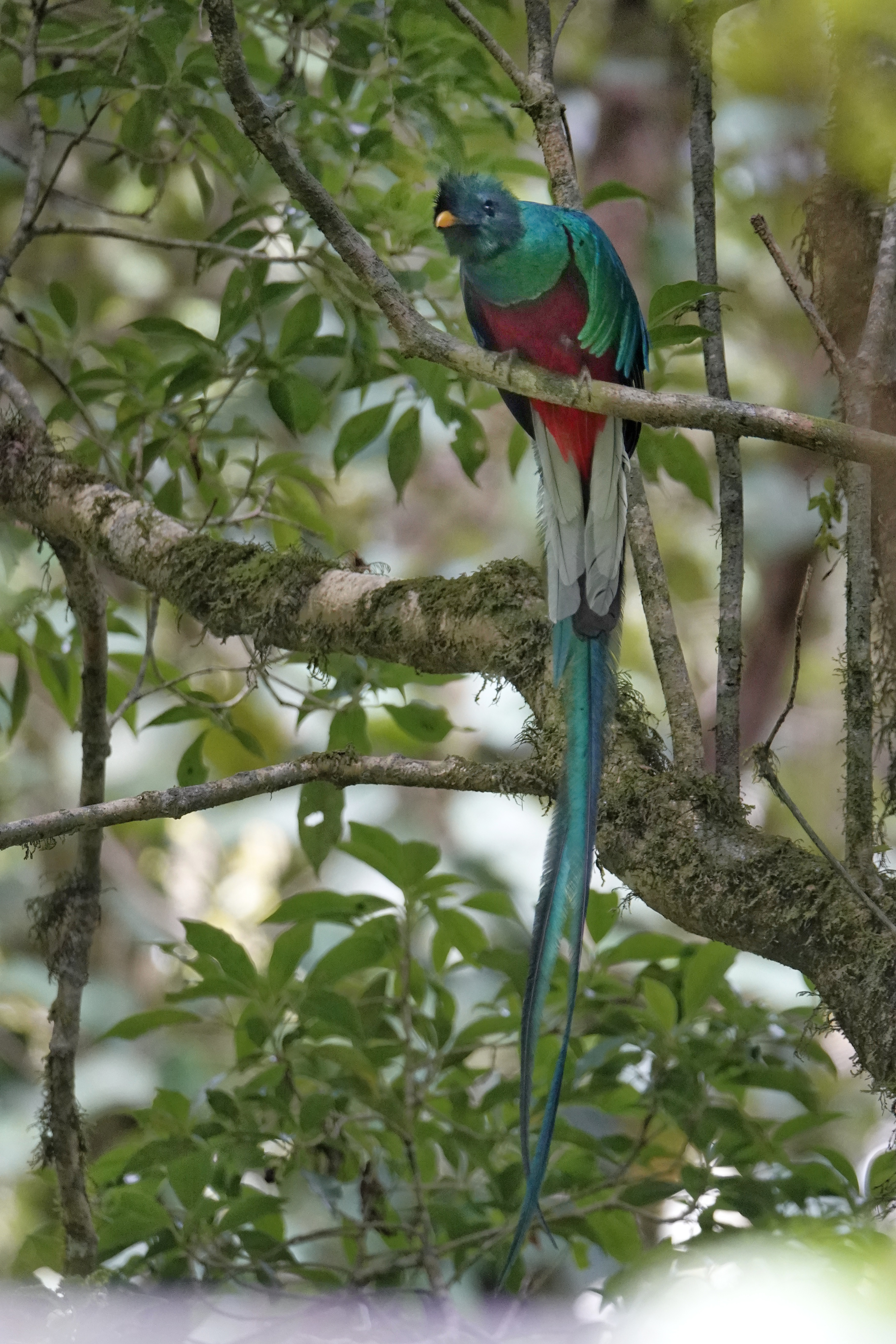 Quetzal mâle perché